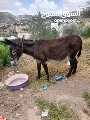  9 حمارة للبيع عدد اثنين او تبدل على حصان عمال وهادي وصاحب الزود بنزاد وكل الاحترام للجميع