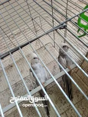  9 طيور كوكتيل لاتينو وازبيل تحتهم فراخ وجوز كوكتيل حبشي جاهزات عمرهم سنه ونصف بدون قفص