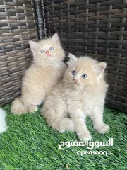  5 قطط شيرازيه