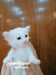 1 قطط كتن مكس للبيع
