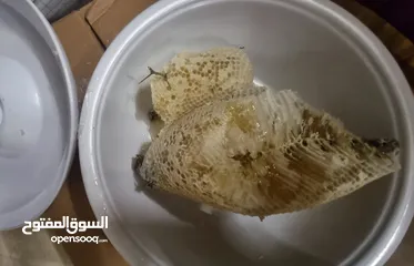  2 عسل بالشمع سدر ابو طويق