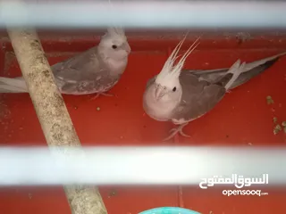  2 جوزين كوكتيل منهم وايت فيس شغالات فحل ايزابيل والطيرة كريمي جامبو وجوز ايزابيل