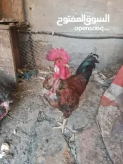  2 دجاج وبط للبيع