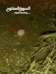  2 جوزين روز ومخلف بصلاه على سيدنا محمد