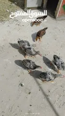  6 افراخ دجاج ((عدد  6 ))