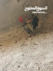 1 دجاج بلدي ابو رقيبه ودجاج لوهمان احمر  وبياظ