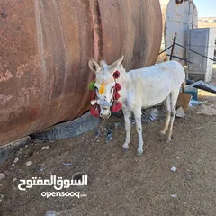  1 حمار غنم للبيع