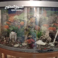  1 حوض سمك كبير نضيف مابيسرب ولا نفطه