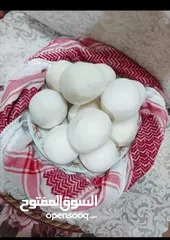  4 عروض بمناسبه عيد الاضحى العرض الاول والأقوى على مستوى المملكة فقط من جميد الربيع