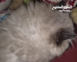  28 بريتش ريد اطراف قصيره لون اشقر شعر طويل وهمالايا تشوكلت بلو بوينت شعر طويل العمر شهرين ونص