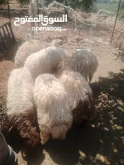  7 موجود خواريف اعمار 7.5 شهور ونص وزن قائم تقريبا 45 كيلو قطعه بصلاة على النبي