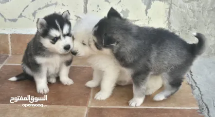  4 جراو مالموت الاسكا