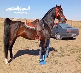  4 خیل هرندی عربی