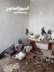  1 حمام باكستاني طيور ساسات