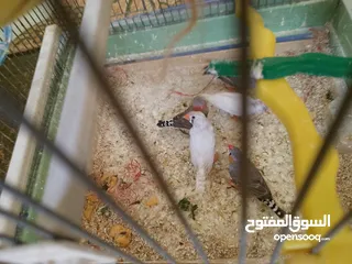  6 طيور فنقز للبيع