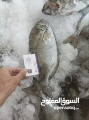  3 frozen fish اسماك مجمدة