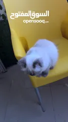  2 قطة للبيع هملايا