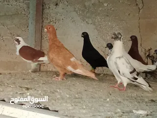  21 انواع حمام مشكلة للبيع