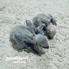  4 طيور من انتاج محميه ابو مروان (كاسكو؛صن كنيور؛ دره ابيض واصفر) اقرا الوصف