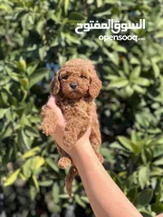  8 Toy poodle