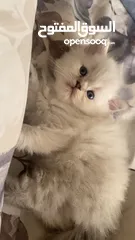  1 قطط هملايا للبيع