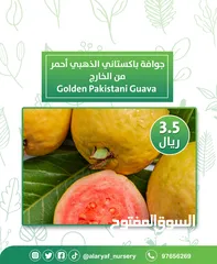  13 شتلات وأشجار الجوافة من مشتل الأرياف أسعار منافسة الأفضل في السوق  امرود کا درخت  guava