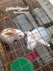  5 هجين ببيون و فرنسي