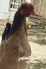  2 دجاج يرجع للدواي