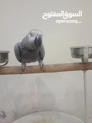  1 يتكلم وايد كلام