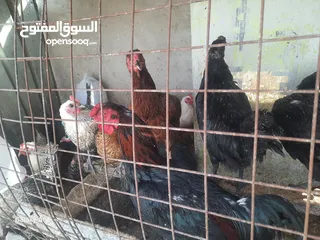  2 دجاج بلدي  وفرعوني وفيومي ولمبرغين