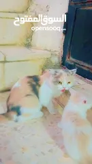  1 قطط شيرازي