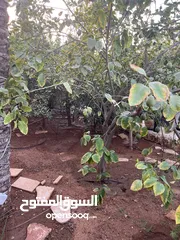  21 مزرعة وشاليه EVIAN الفاخره منطقة الجوفه البحر الميت...متميزين بالنظافه والمزرعه الراقيه.
