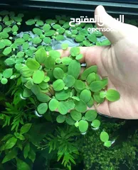 9 سمك ، نبات طافي طبيعي لأحواض السمك (مفيد للـ سمك) من نوع Dwarf water lettuce