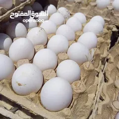  5 بيض بلدي مكبس للفقاسات طبق 1