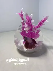  11 احواض سمك زينه بأحجام وأشكال مختلفة