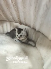  2 انثى سكوتش ستريت ، سلفر شدد بسعر ولا بأحلام