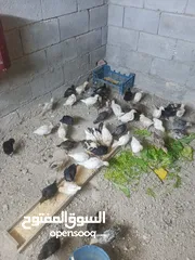  1 فراخ عربي صلي مو مضرب