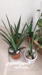 3 indoor plant