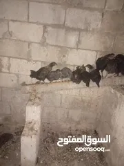  3 موجود 10 جاجات عمر 4شهور ونص تب نضافة