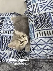  1 6 قطط سكوتش فولد للبيع عمر 52 يوم صحة و جمال 4 اناثي و 2 ذكور