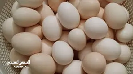  1 متاح بيض بلدي مخصب