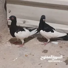  13 حمام للبيع جواج الجوز 10