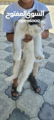 2 قطط للبيع شيرازي وبرتش