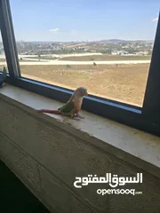  1 جرين شيك التنين 700 أعمارهم 10 اشهر
