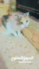  2 قطط شيرازي