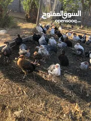  8 دجاج العمر شهرين العدد 360 ظرف