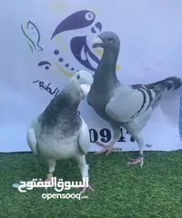  2 طيور زينه للبيع كل طير وسعره من 20 وفوق