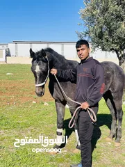  2 ماشاءالله تبارك الرحمن موجود حصان انقليزي  البيع قابل للبدل ملاحضه حصان فيو ضربه في رجلو