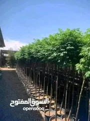  1 شجر الشماسي