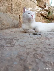  17 قط ابيض جميل جدا مع عينان زرقاوان و حالته الصحية جيدة و هادا و مرح وكن غير مدرب